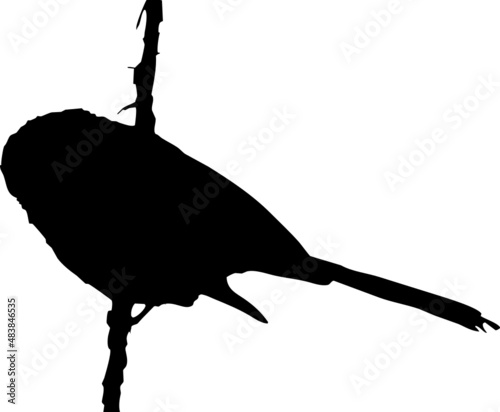 Oiseau Orite ou mésange à longue queue, perché. Vecteur noir et fond transparent 
