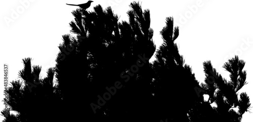 Pie bavarde posée sur la cime d'un conifère. Silhouette noire, vecteur sur fond transparent