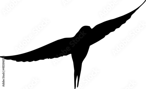 Hirondelle rustique en vol. Silhouette pour illustration. Vecteur noir fond transparent 