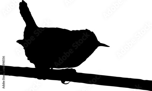 Oiseau troglodyte mignon perché, vecteur fond transparent 