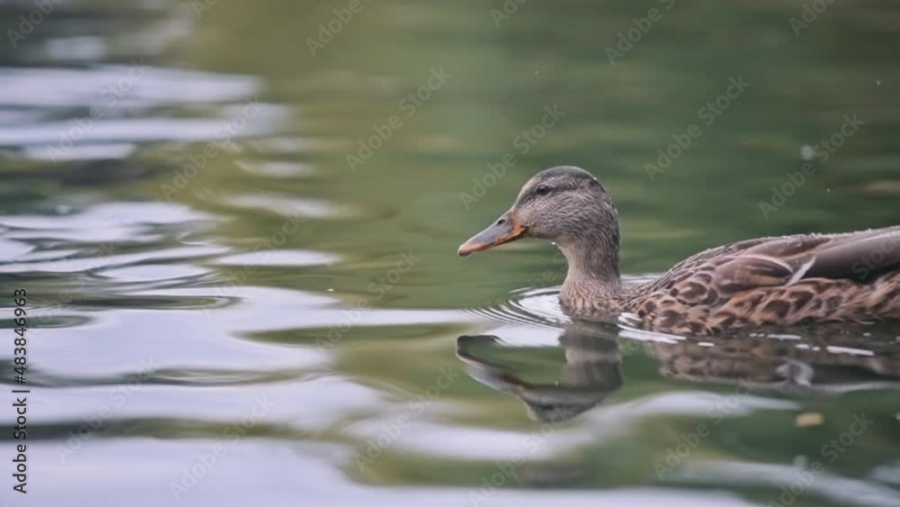 Mallard duck floating while it's raining. Slow motion. Mallard duck floating while it's raining. Slow motion.