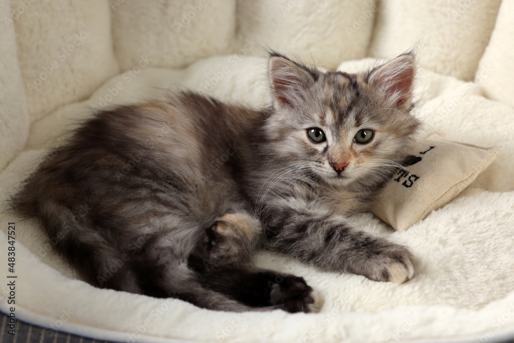 Cute fluffy kitten with small pillow resting on pet bed