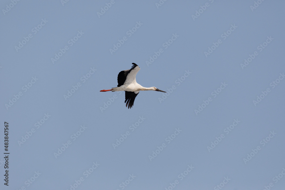 The Red Book Far Eastern stork flies spreading its wings against the background of the blue sky. The Red Book Far Eastern stork flies spreading its wings against the background of the blue sky.