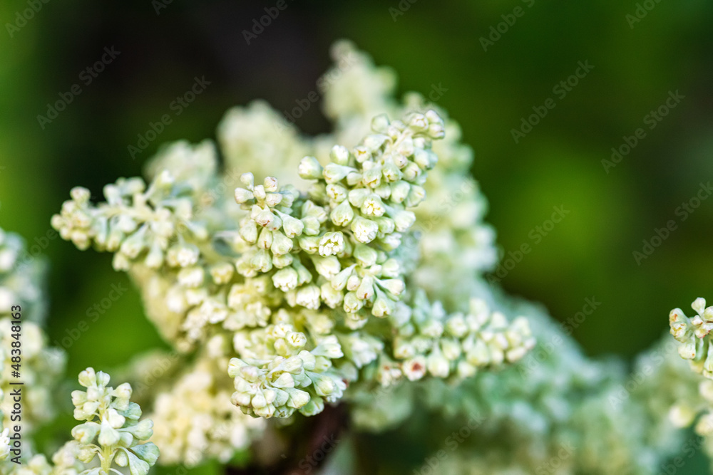 Rheum rhaponticum, rhapontic rhubarb at time of mass flowering. White flowers close-up. Burning with large leaves and an edible stem Rheum rhaponticum, rhapontic rhubarb at time of mass flowering. White flowers close-up. Burning with large leaves and an edible stem