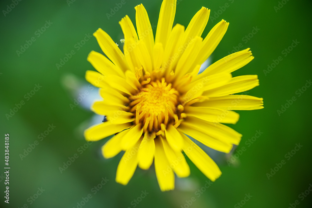 Obraz premium One dandelion flower close-up on a green background