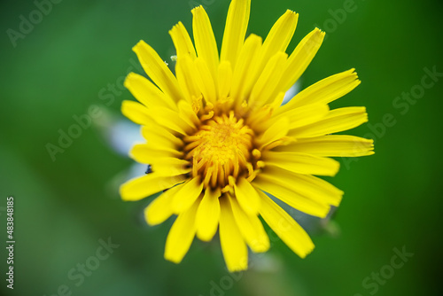 One dandelion flower close-up on a green background