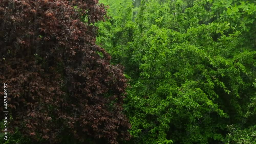Rain in garden.Rainy weather. Slow motion. Summer rain. Drops and splashes. 4k footage Rain in garden.Rainy weather. Slow motion. Summer rain. Drops and splashes. 4k footage