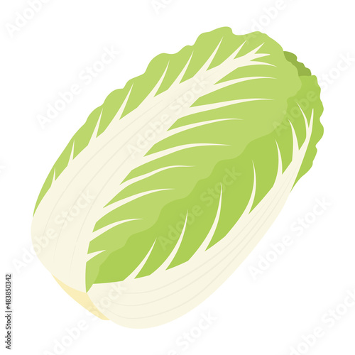 白菜のイラスト