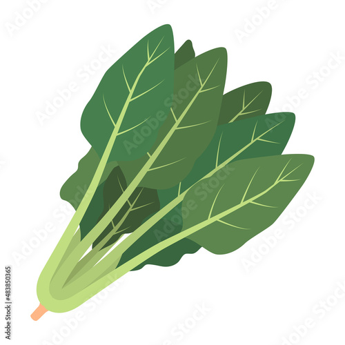 ほうれん草のイラスト
