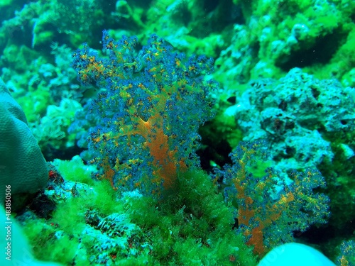 Fototapeta Naklejka Na Ścianę i Meble -  coral reef in the sea