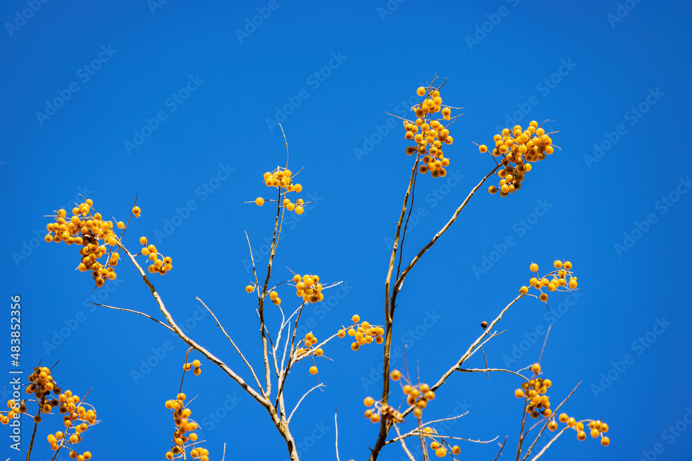 Close up shot of mature Sapindus saponaria fruits haning on the tree Close up shot of mature Sapindus saponaria fruits haning on the tree
