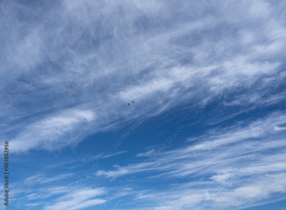 Fototapeta premium Blue sky with cirrus clouds and two flying geese