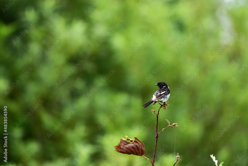 Fototapeta premium 振り返るノビタキのオス