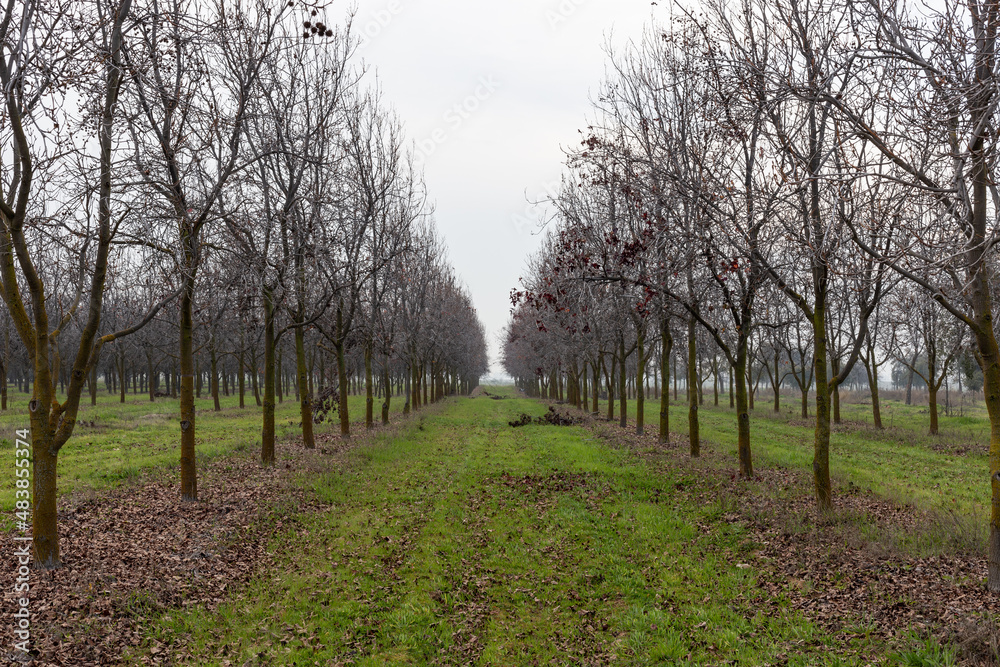 A forest with leafless trees in the fall A forest with leafless trees in the fall