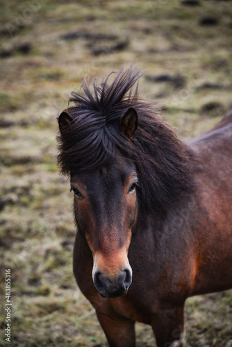 An Icelandic horse on a field near Laugarvatn, Iceland