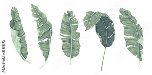 Realistic tropical botanical foliage plants. Set of tropical leaves: green palm banana. 