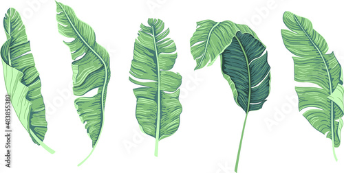 Realistic tropical botanical foliage plants. Set of vector tropical leaves: green palm banana. 