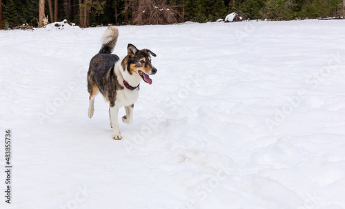 A dog playing in the snow