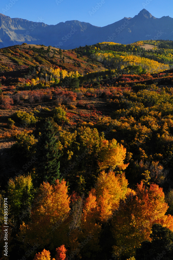 Late afternoon light on the fall colors up the slopes of the Sneffels Range of the San Juan mountains, as seen from the Dallas Divide, near Ridgway, Colorado, USA