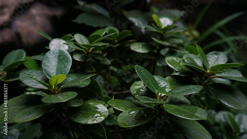 Wallpaper Mural lush and fresh green leaves Torontodigital.ca