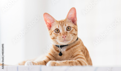 Fototapeta Naklejka Na Ścianę i Meble -  Cute kitten tabby cat staying at home background.Concept of Raising pets and animals in the house to be healthy and happy.