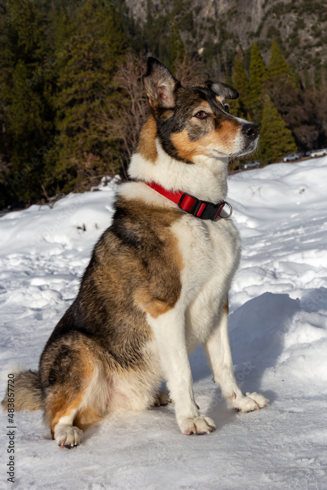 A dog playing in the snow