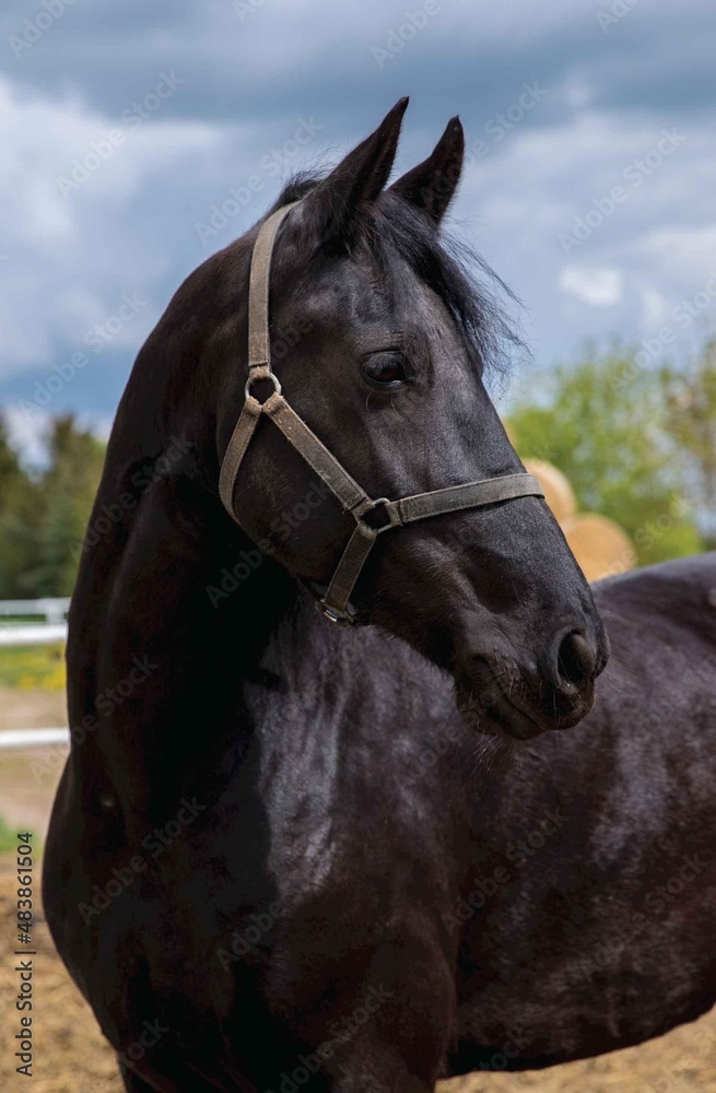 Obraz premium portrait of a horse