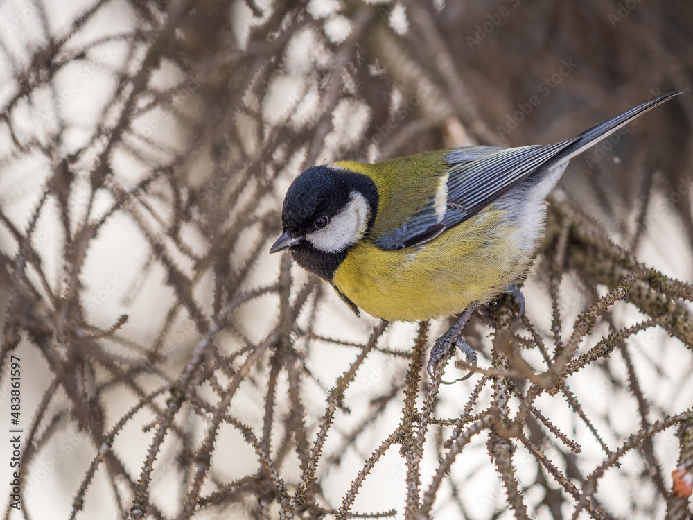 Obraz premium Cute bird Great tit, songbird sitting on a branch without leaves in the autumn or winter.