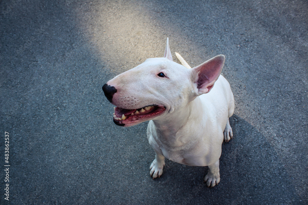 English Bull Terrier walks outdoors in the summer. Outdoors
