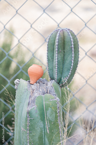 cactacea organo cactus photo