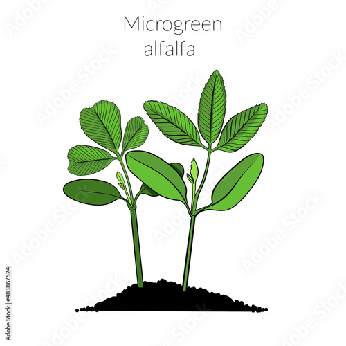 Young microgreen alfalfa sprouts, alfalfa microgreen growing, young green leaves, healthy lifestyle concept, vegan healthy food. Realistic illustration by hand isolated on white background.