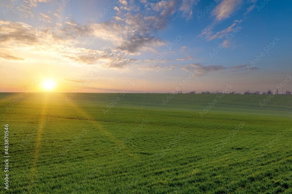Panoramic view of the spring landscape, a field of green seedlings of winter wheat and the colorful sky at sunset.