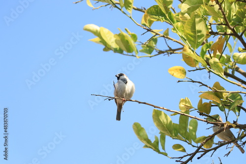 sparrow sitting on tree with blue background.