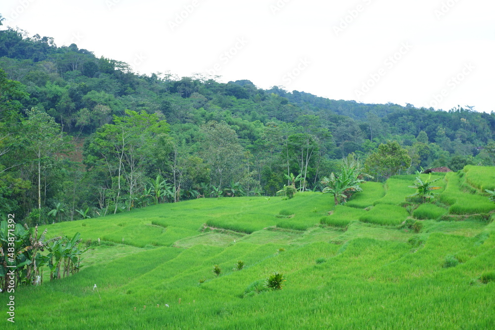 landscape of rice field with trees and mountains