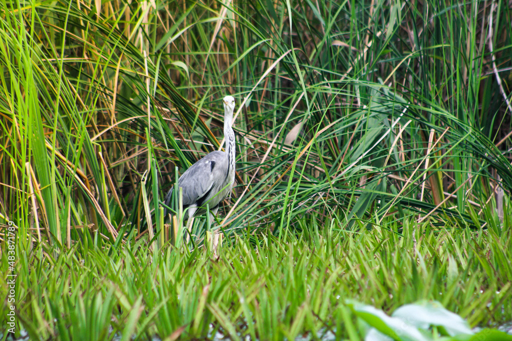 Fototapeta premium great blue heron