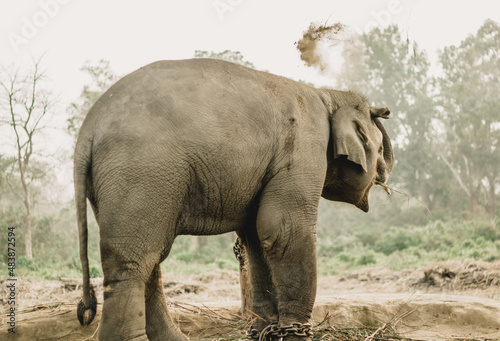 Elephant Breeding Center Chitwan