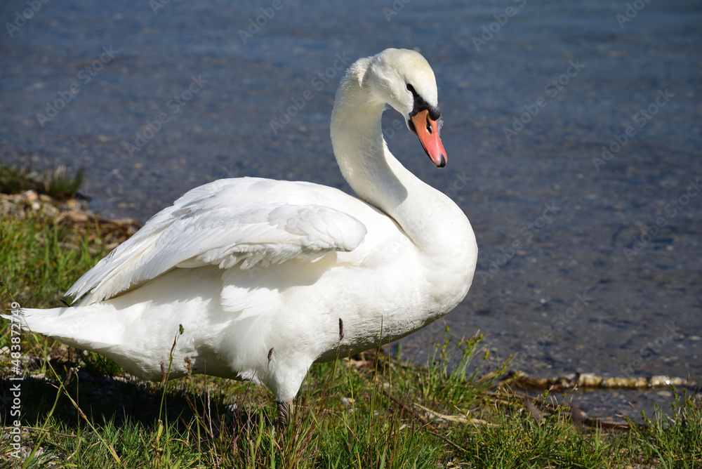 A beautiful white swan stands on the shore of a lake in spring on a meadow in Bavaria A beautiful white swan stands on the shore of a lake in spring on a meadow in Bavaria