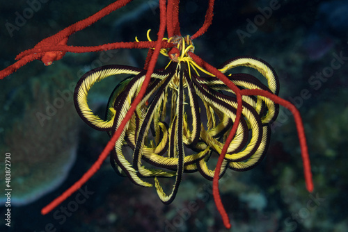 Crinoide giallo e nero aggrappato ad un corallo rosso