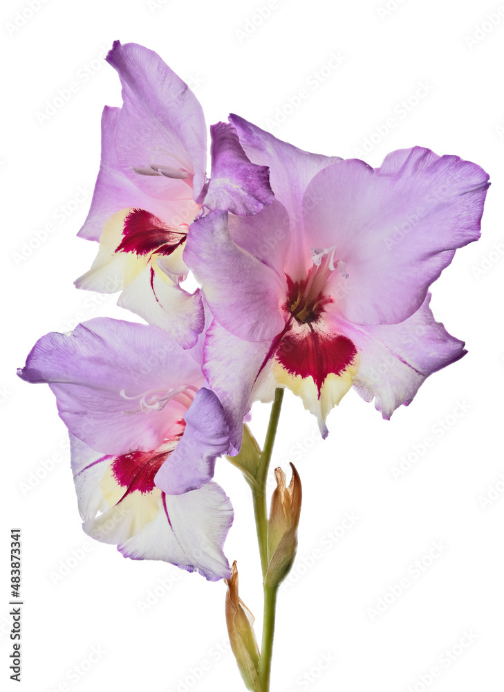 Naklejka premium three blooms pink and yellow gladiolus flower