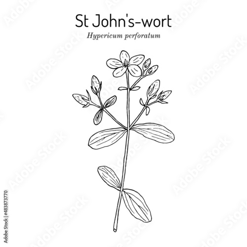 St. John s wort Hypericum perforatum , medicinal plant
