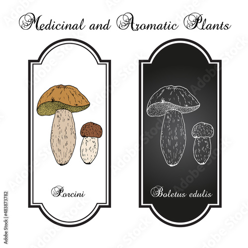Cep, penny bun, porcino or porcini Boletus edulis , edible mushroom