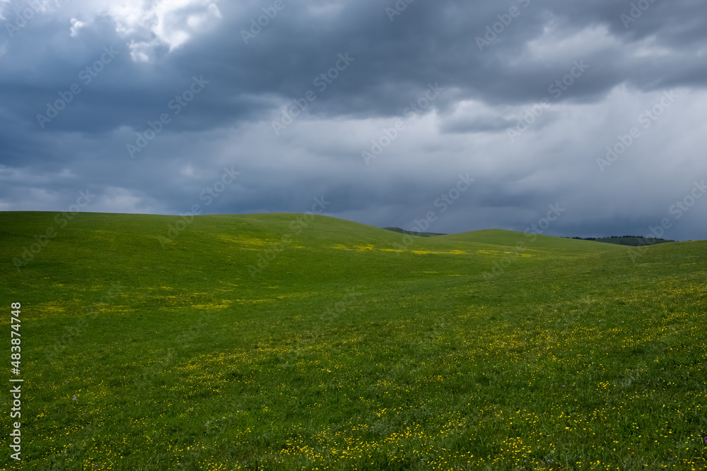 Fototapeta premium Mountain valley with blooming flowers in spring season.