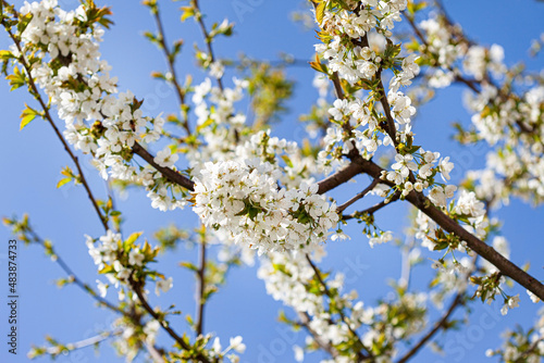 spring tree with white flowers