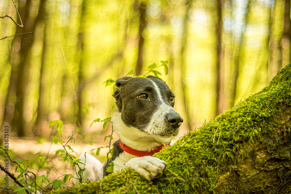 Dog watching over a mossy tree root. Bright daylight in a green deciduous forest, young animal posing in the woods. Selective focus on the details, blurred background. Dog watching over a mossy tree root. Bright daylight in a green deciduous forest, young animal posing in the woods. Selective focus on the details, blurred background.