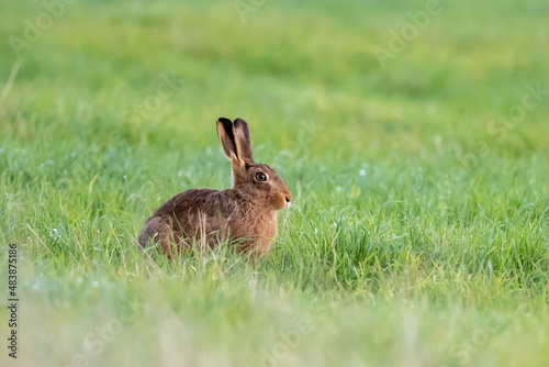 Brown Hare (Lepus europaeus) in a grass field © Mark Hunter