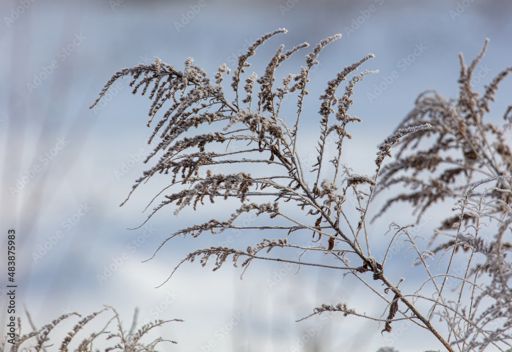 Obraz premium Dry grass in the snow in winter.