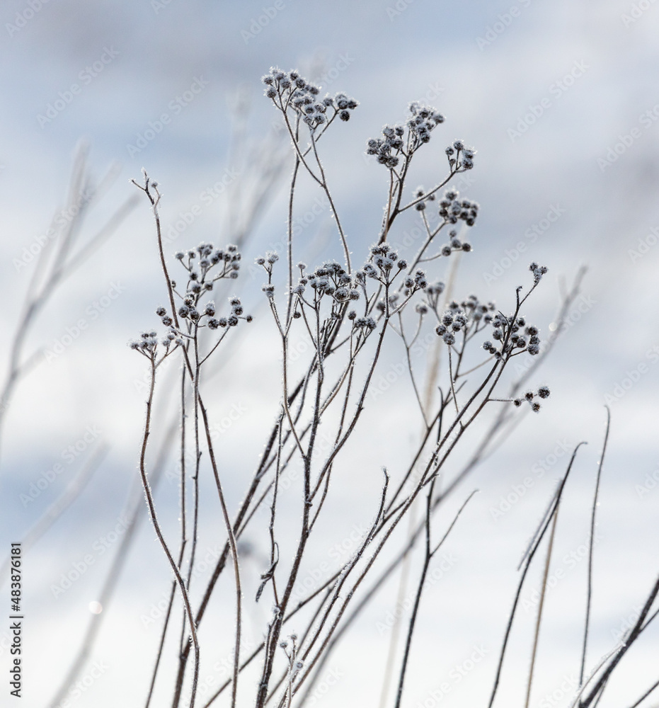 Obraz premium Dry grass in the snow in winter.