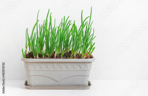 micro-green onion in a pot