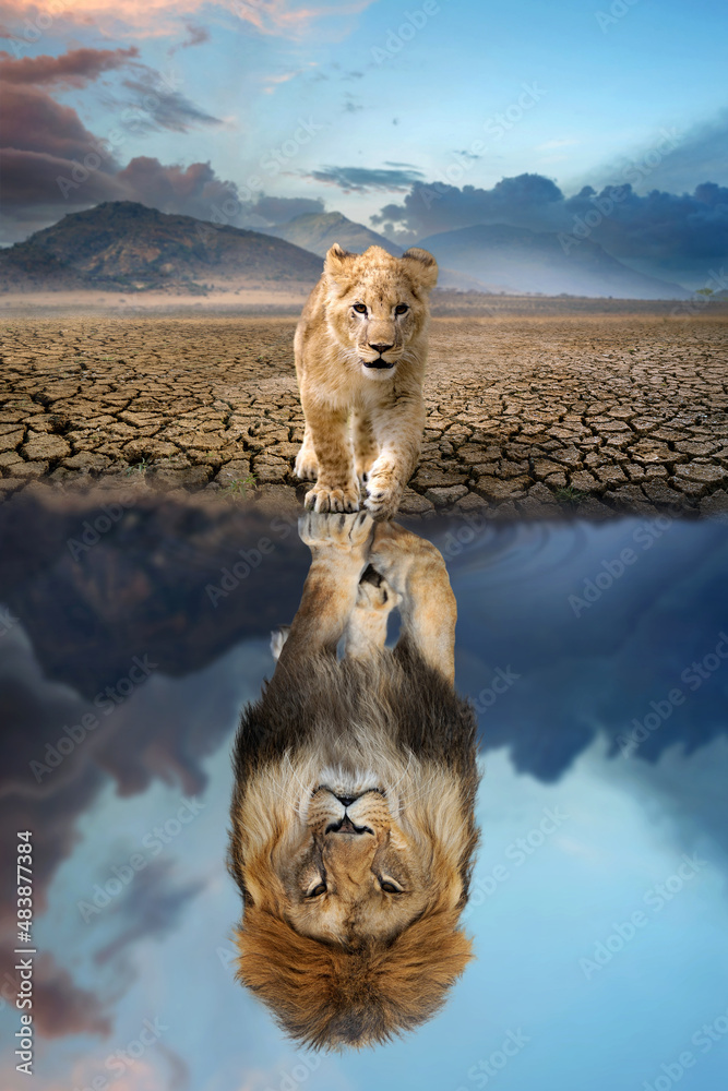 Lion cub looking the reflection of an adult lion in the water - obrazy, fototapety, plakaty 