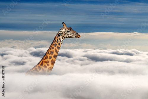 Giraffe above white clouds on blue sky background © byrdyak